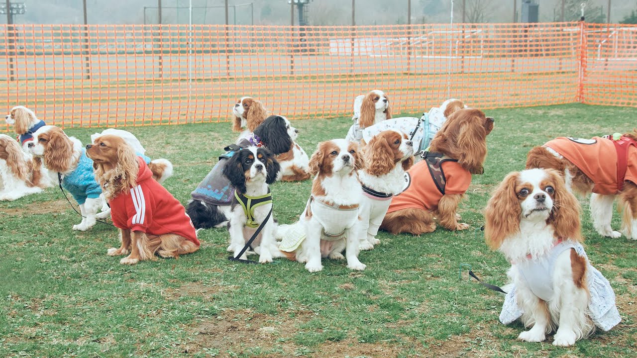 Cavalier Festival 2022- Cavalier King Charles Spaniel rooted in Great Britain -