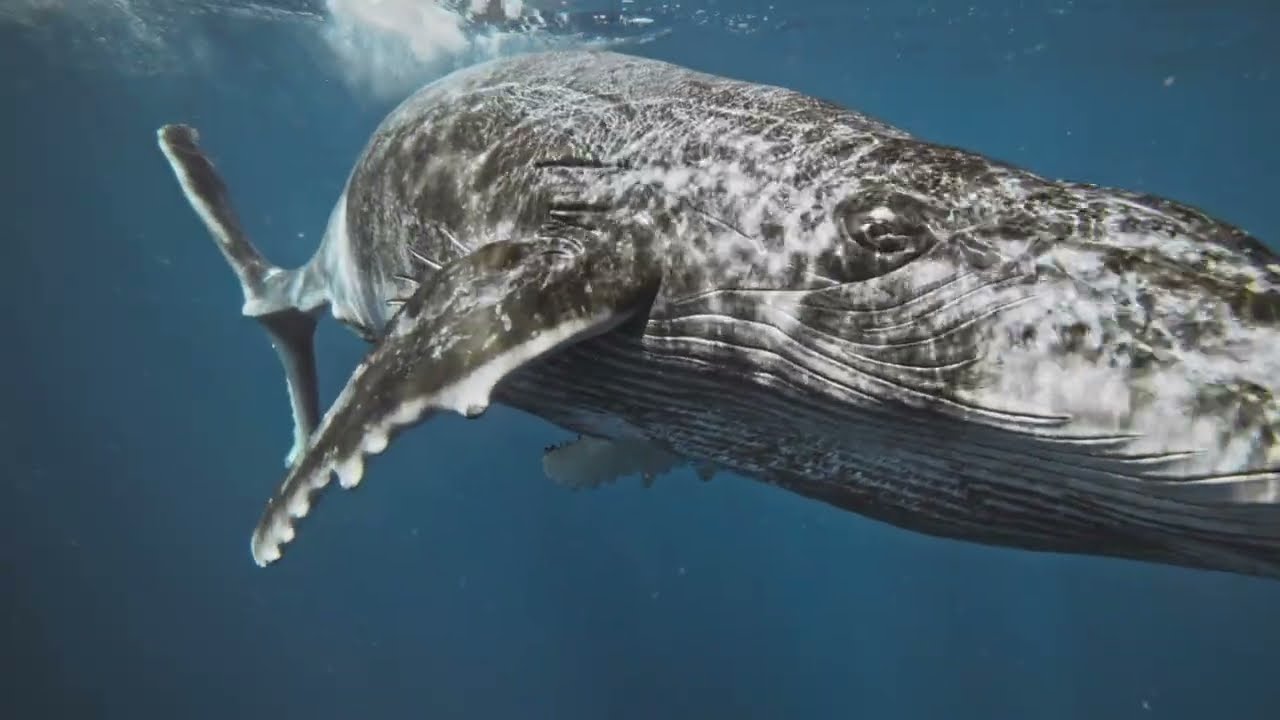 This Will Make You Feel Things — Try This to Feel Again (Featuring Whales)