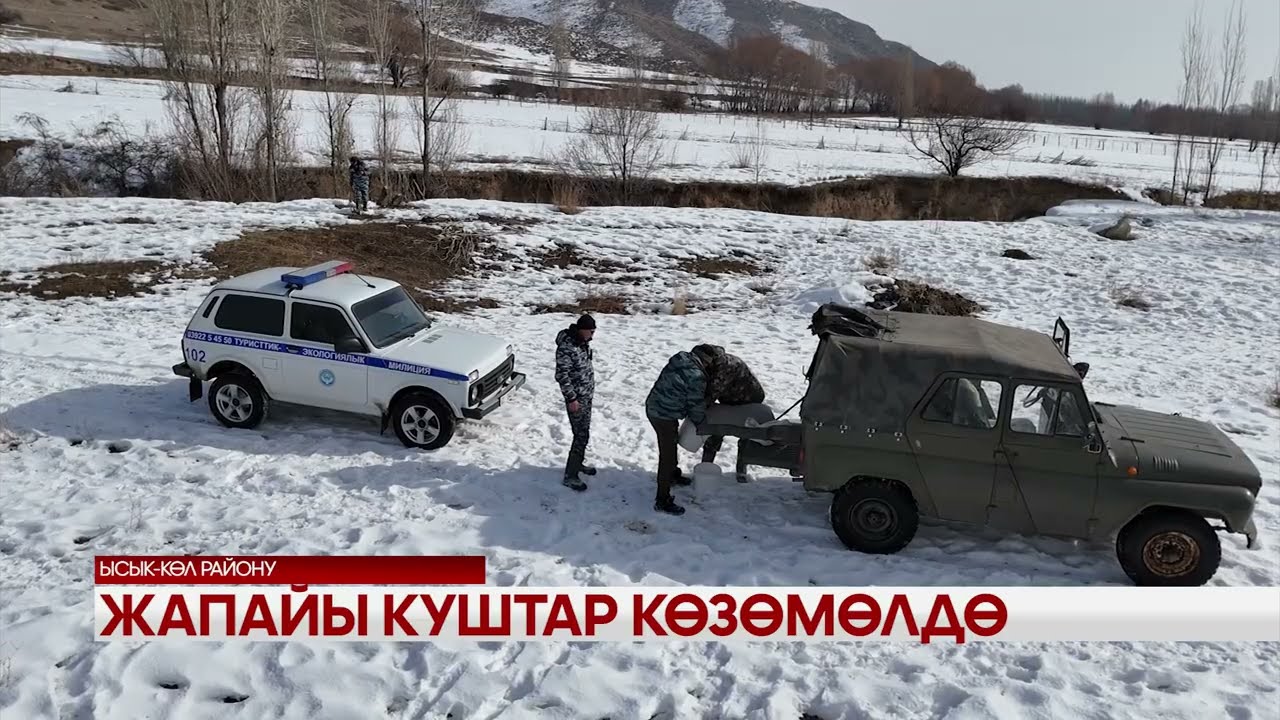 Жапайы куштар көзөмөлдө 
