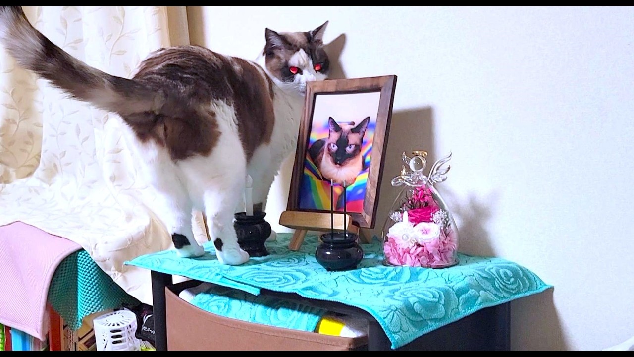 自ら仏壇に上がって故姉シャム猫の遺影に話しかける妹猫ペポ🌺