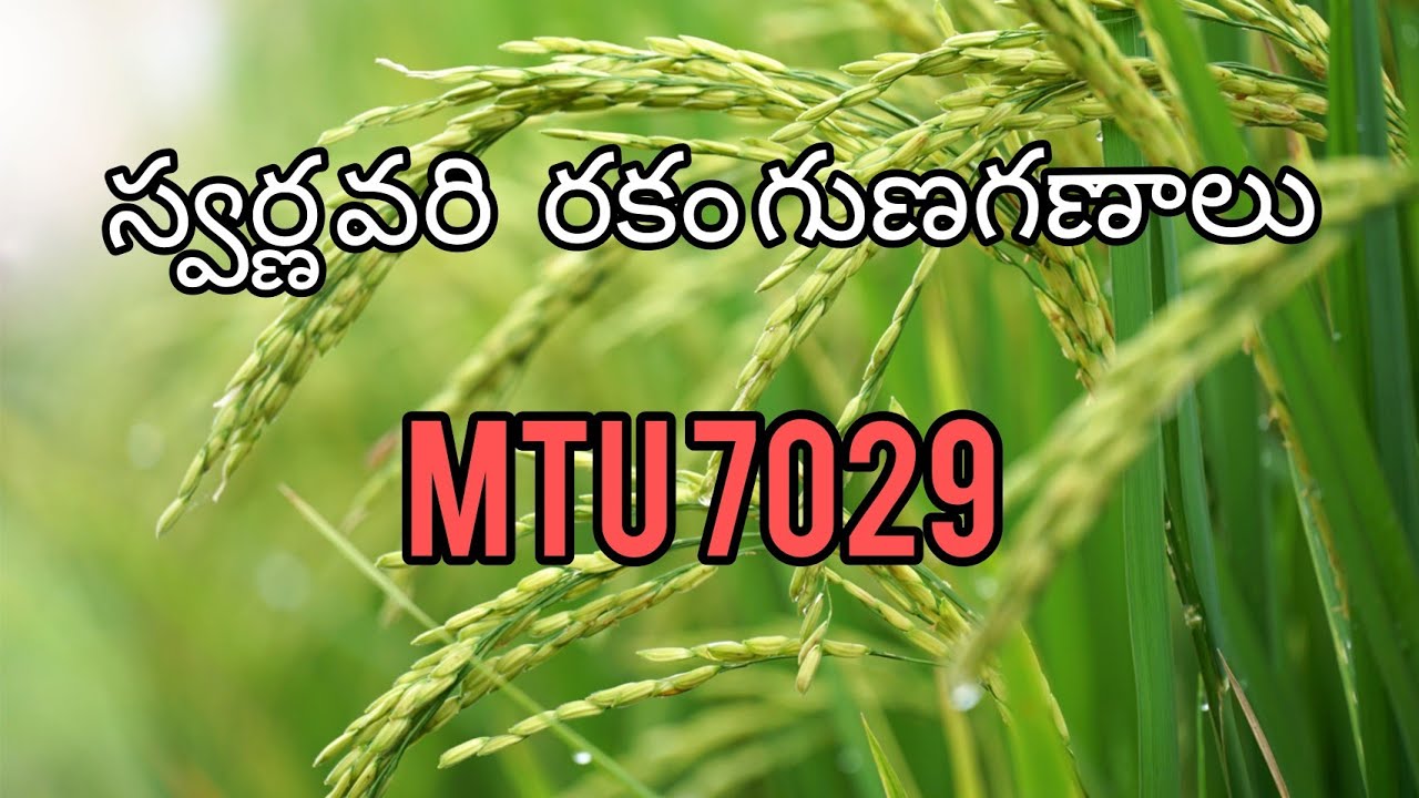 swarna paddy variety telugu latest agriculture