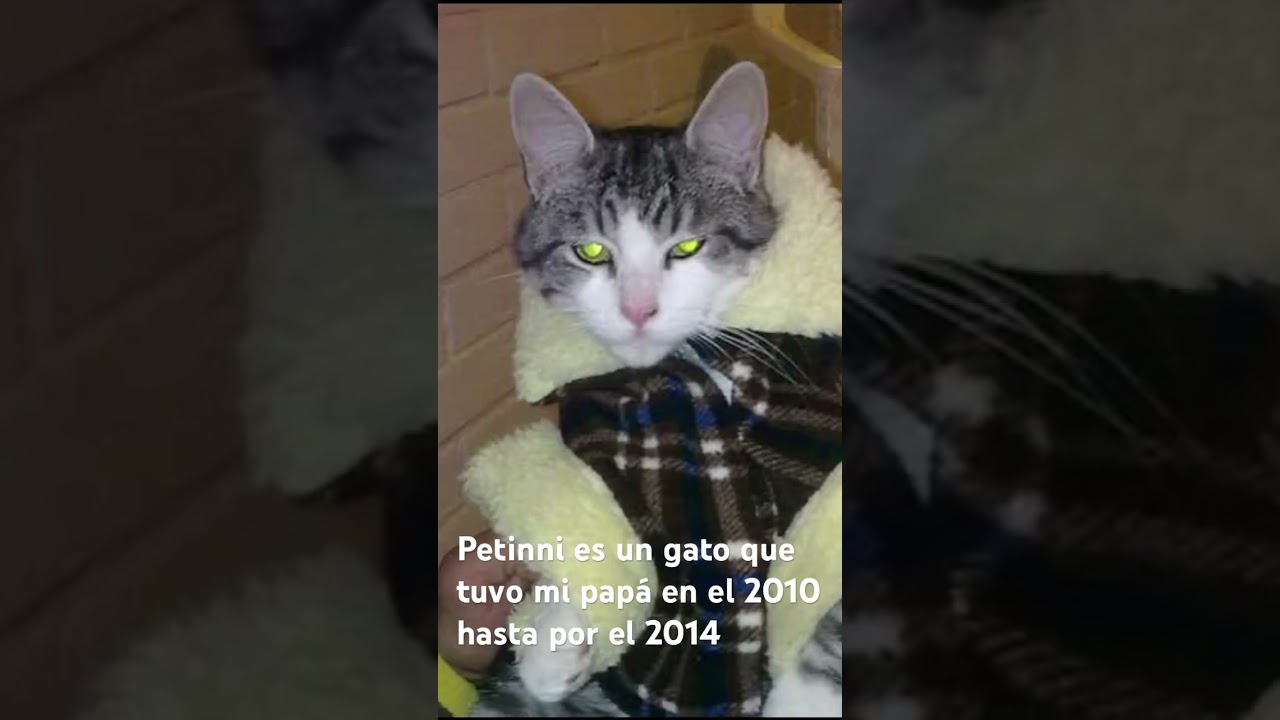 Petinnigatuzzomiauri