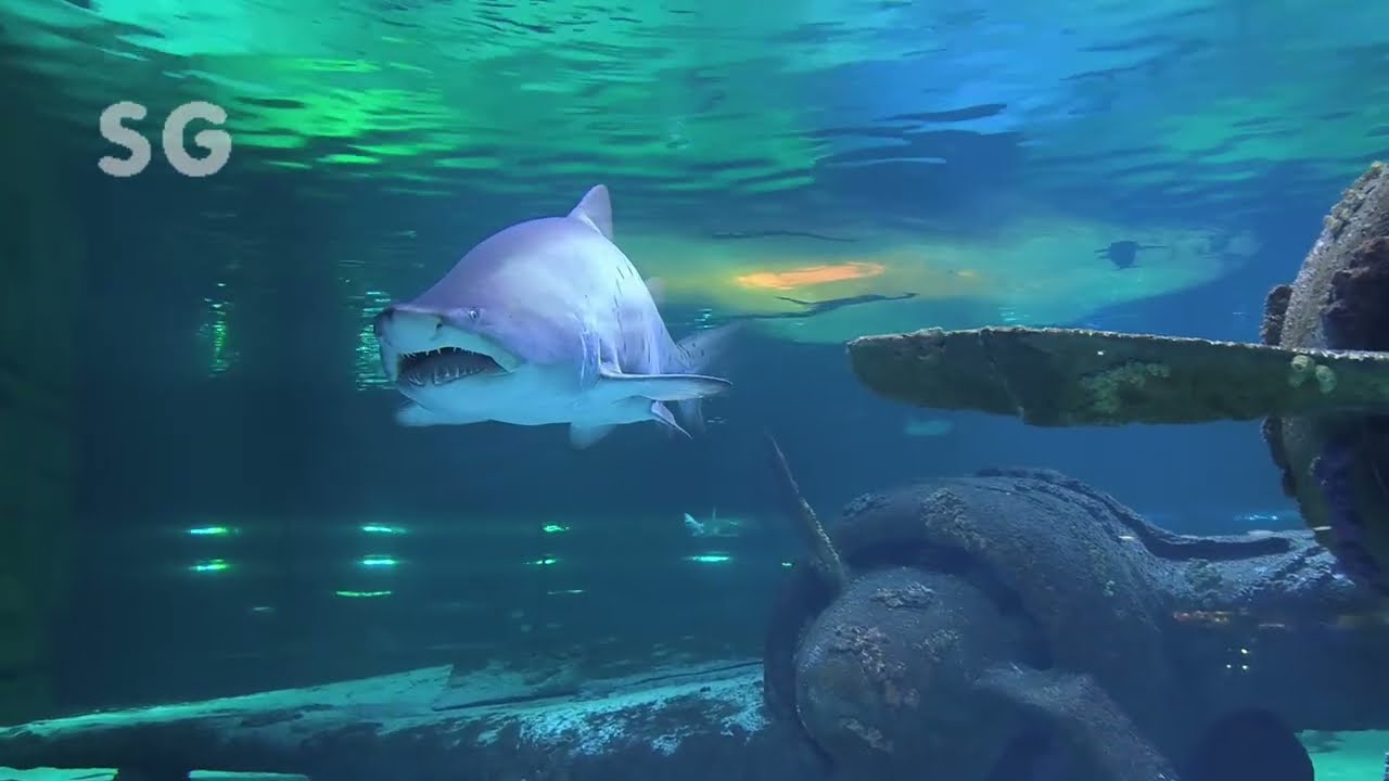 Antalya Aquarium 5🐠 Анталия Аквариум 5
