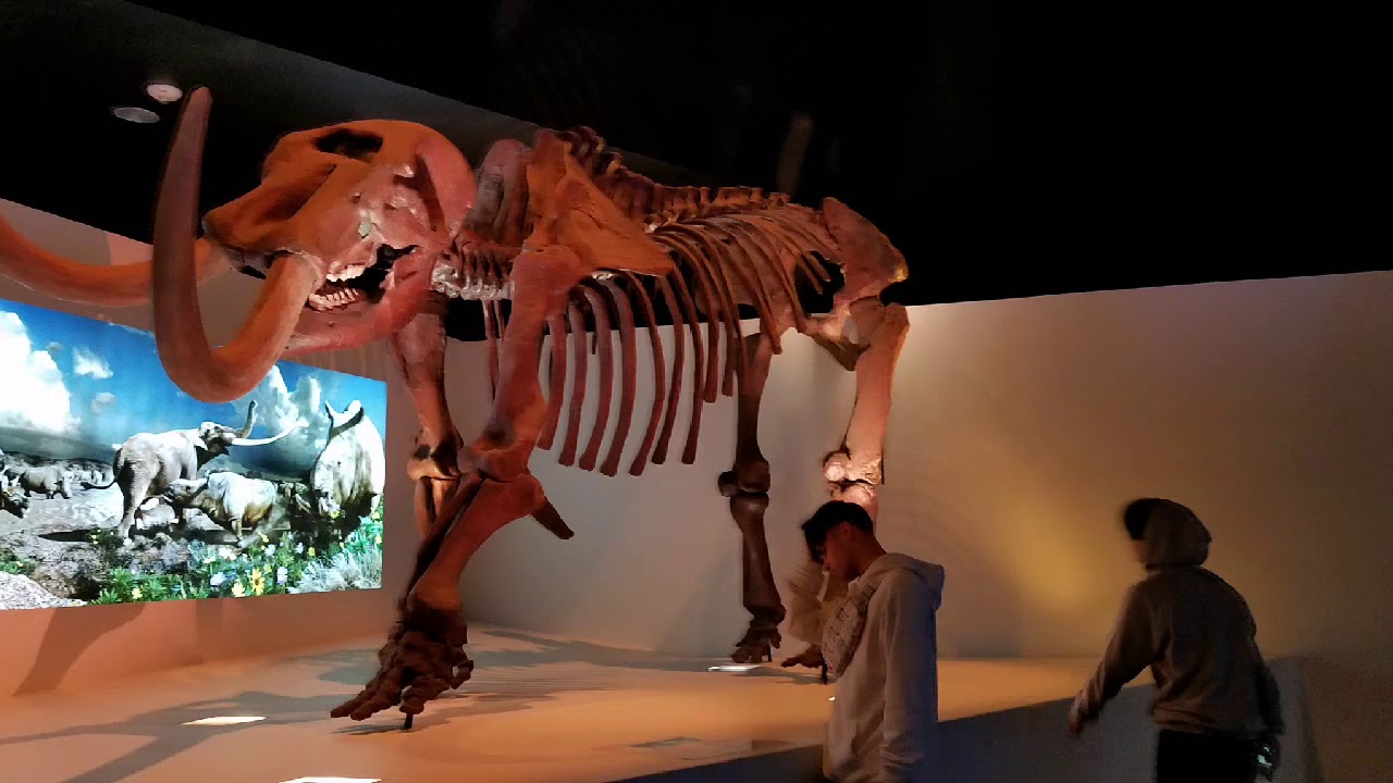 Houston Museum of Natural Science