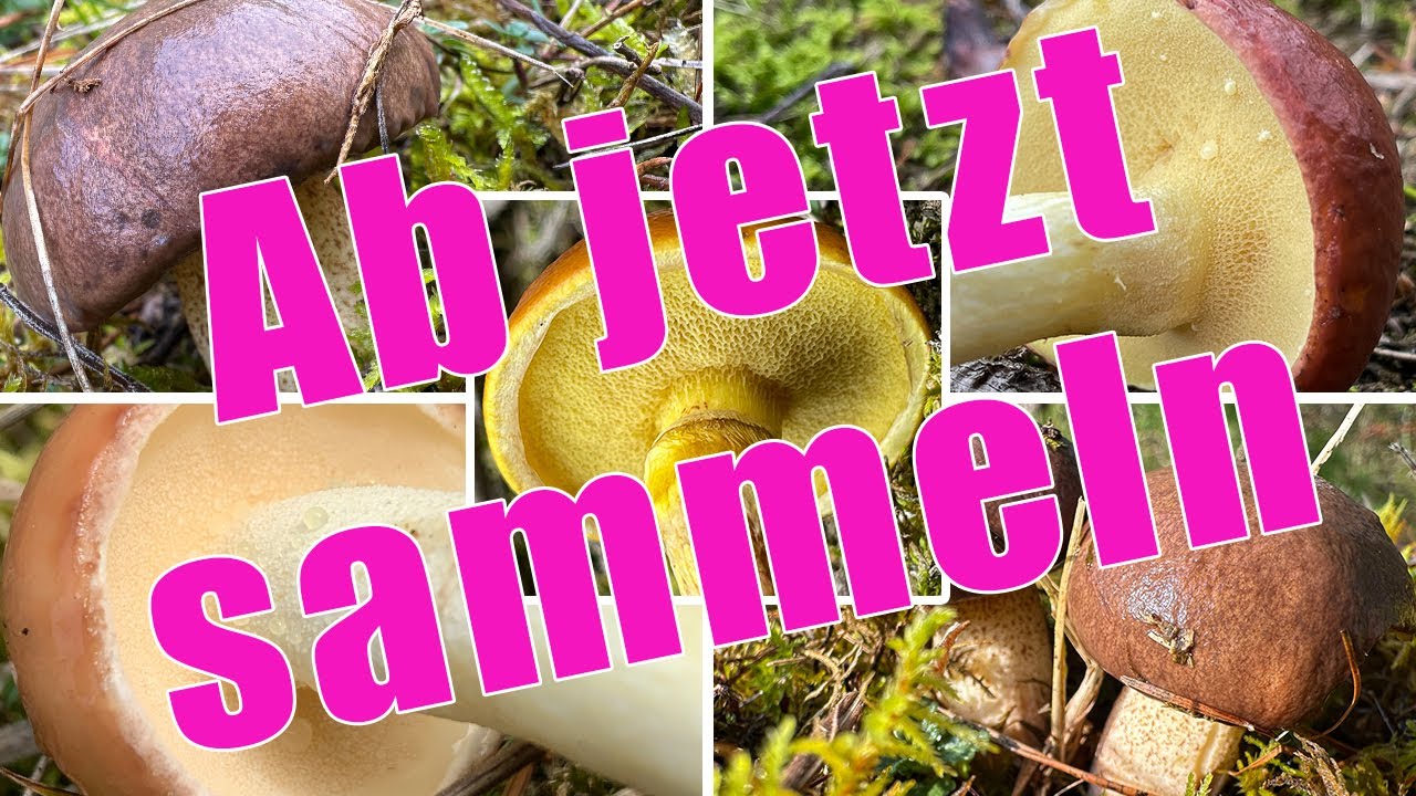 Jetzt sammeln! Frühstarter unter Röhrlingen | Butterpilz, Körnchröhrling, Goldröhrling | Suillus