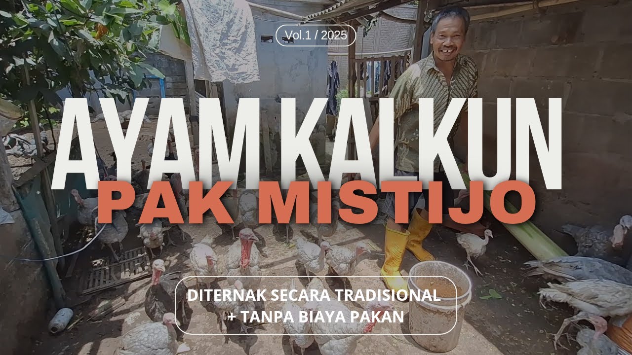 BUDIDAYA AYAM KALKUN BIAYA PAKAN 0 RUPIAH
