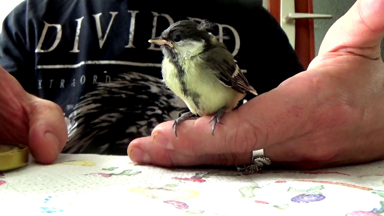 Velika sjenica(Parus major)Determinacijske značajke