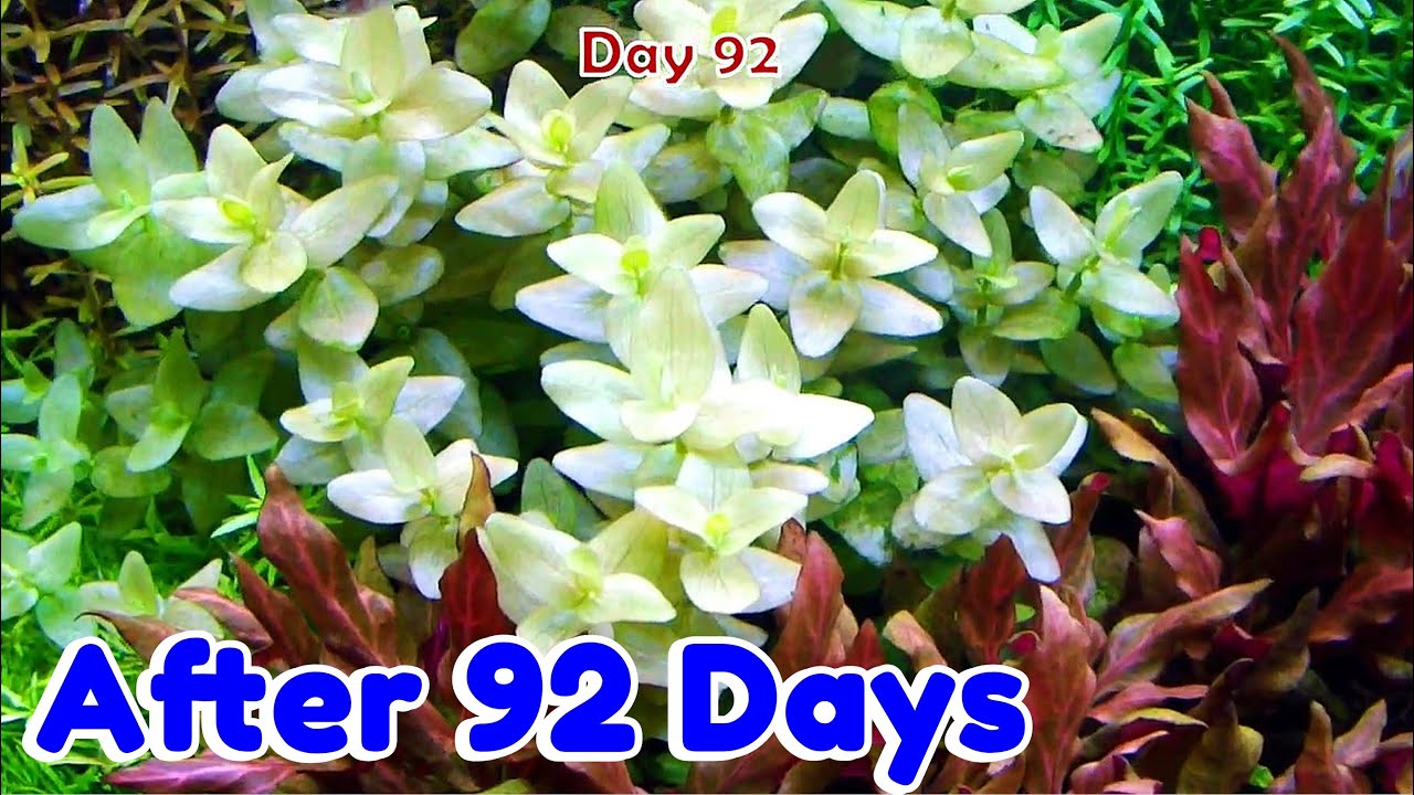 AFTER 92 DAYS AQUASCAPE DUTCHSTYLE - Planted Aquarium Setup