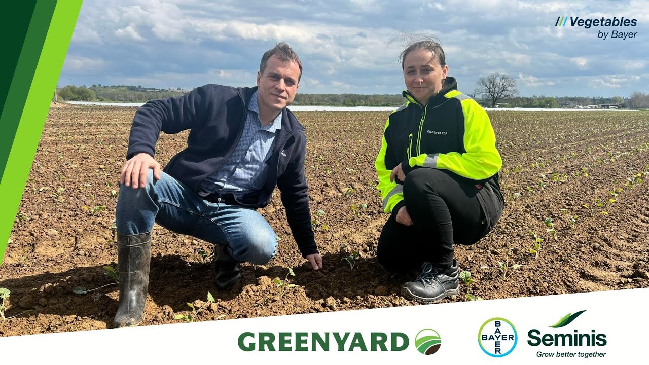 Bruki Unisławskie - Lustrujemy plantację brokułu z firmą Greenyard 🥦