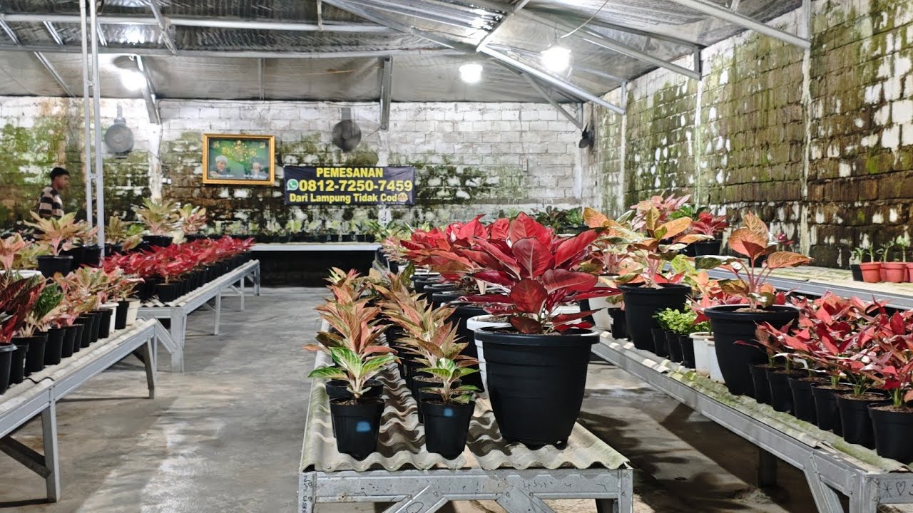 Tanaman Hias aglonema