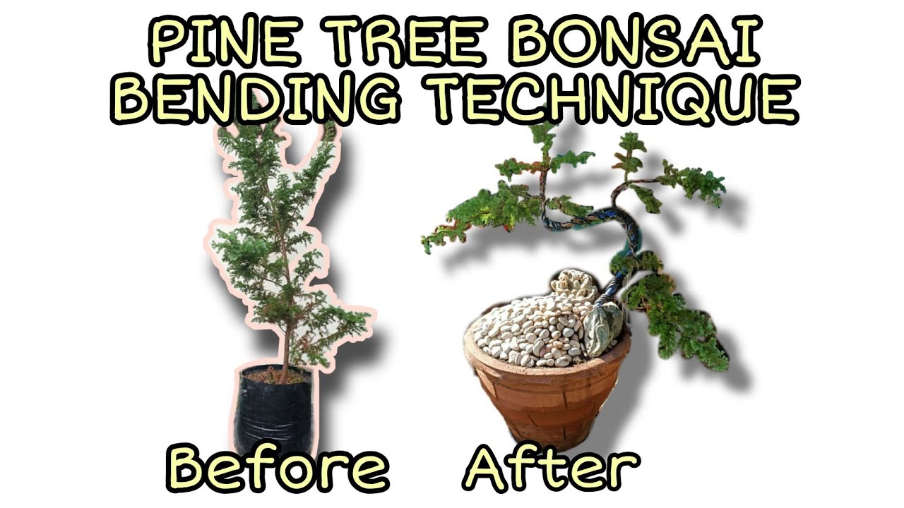 PINE TREE BONSAI | BENDING  TECHNIQUE | Bonsai Zone PH