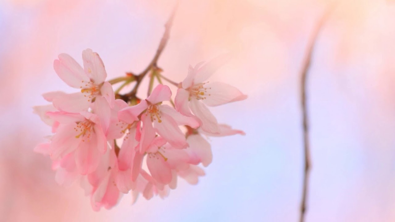 八重桜　　　　　作詞：恍多　　作曲：田畑直之