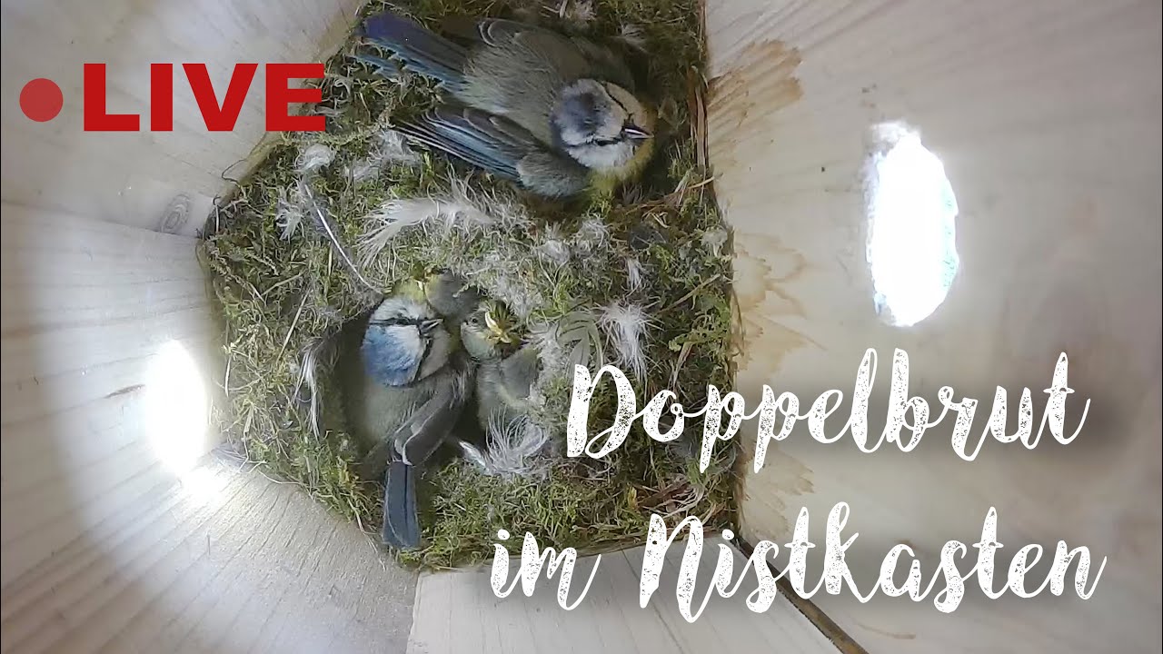 Doppelbrut der Blaumeisen am 07.05.2025 / two blue tit females share one nesting box