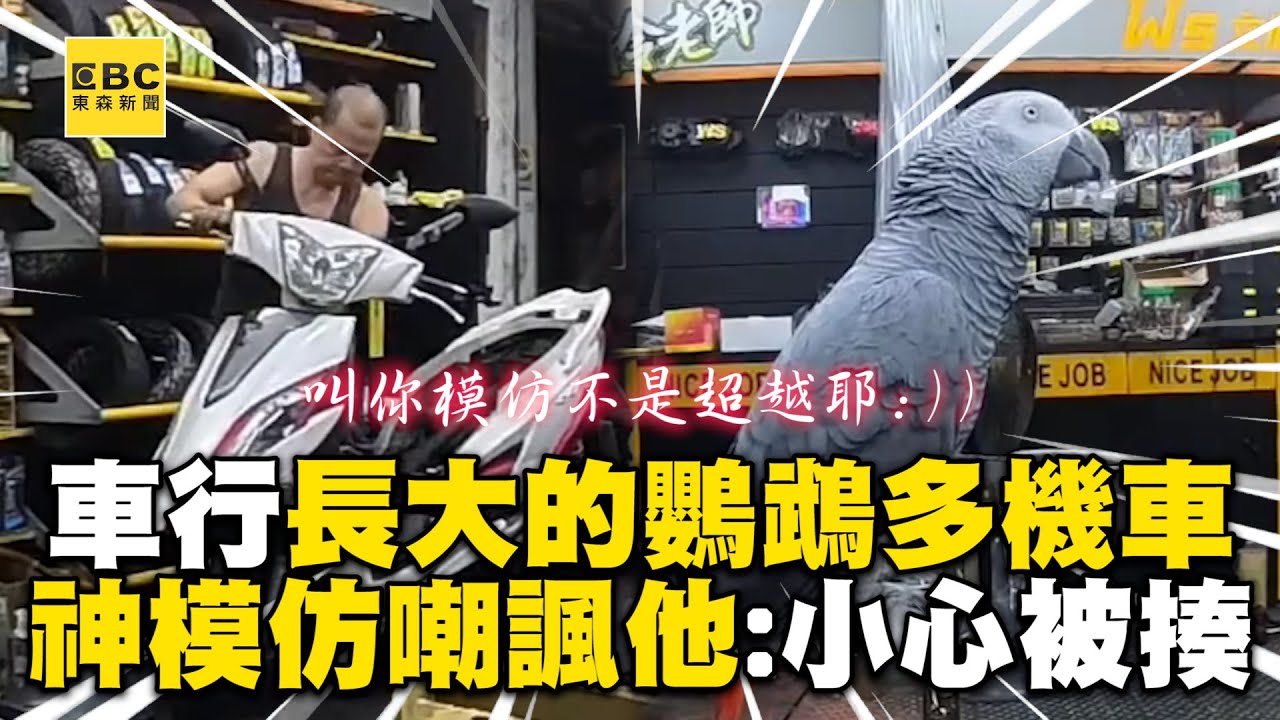 車行長大的鸚鵡多機車？一連串模仿嘲諷老闆笑：小心被揍 