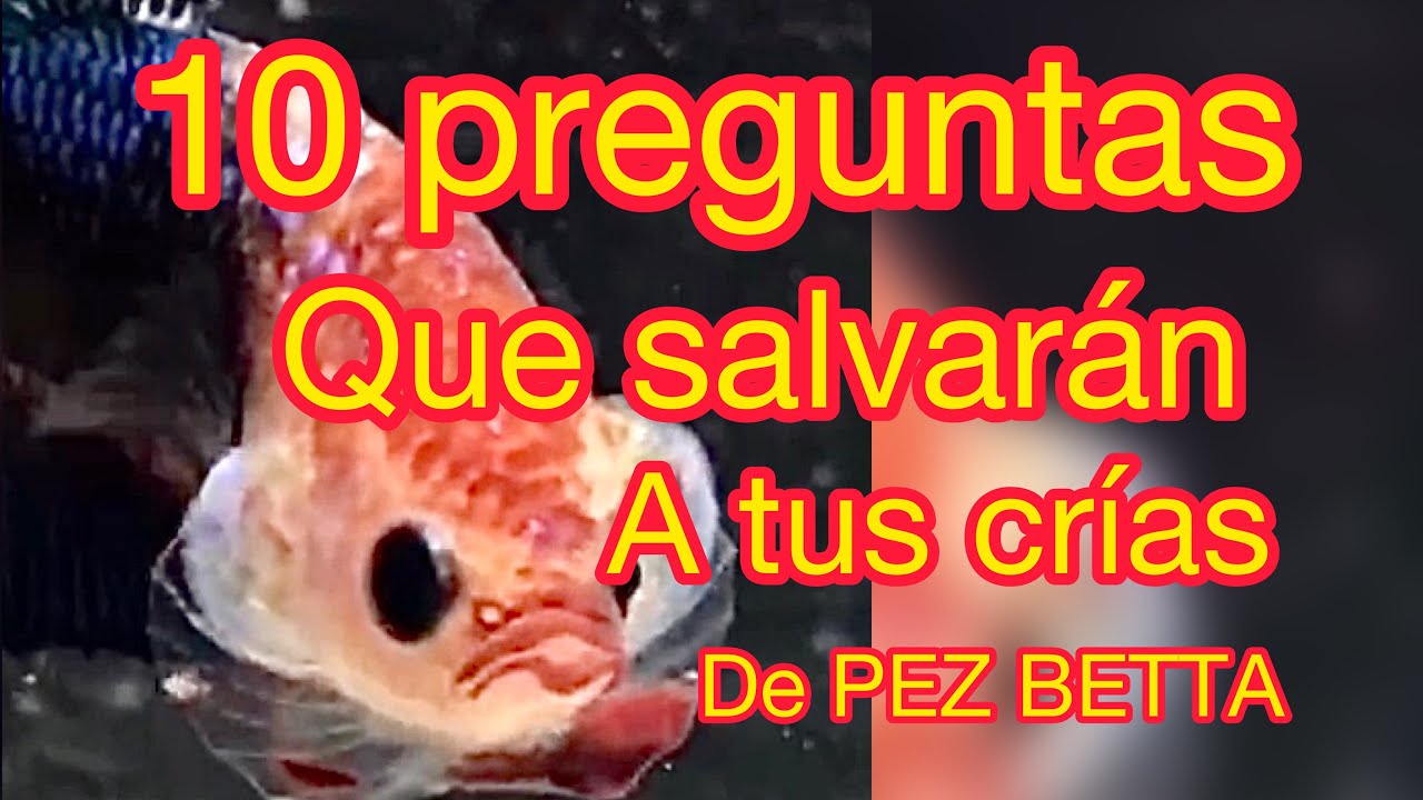 Como tener éxito con las crías del PEZ BETTA (Bettaclubargentina 2021)