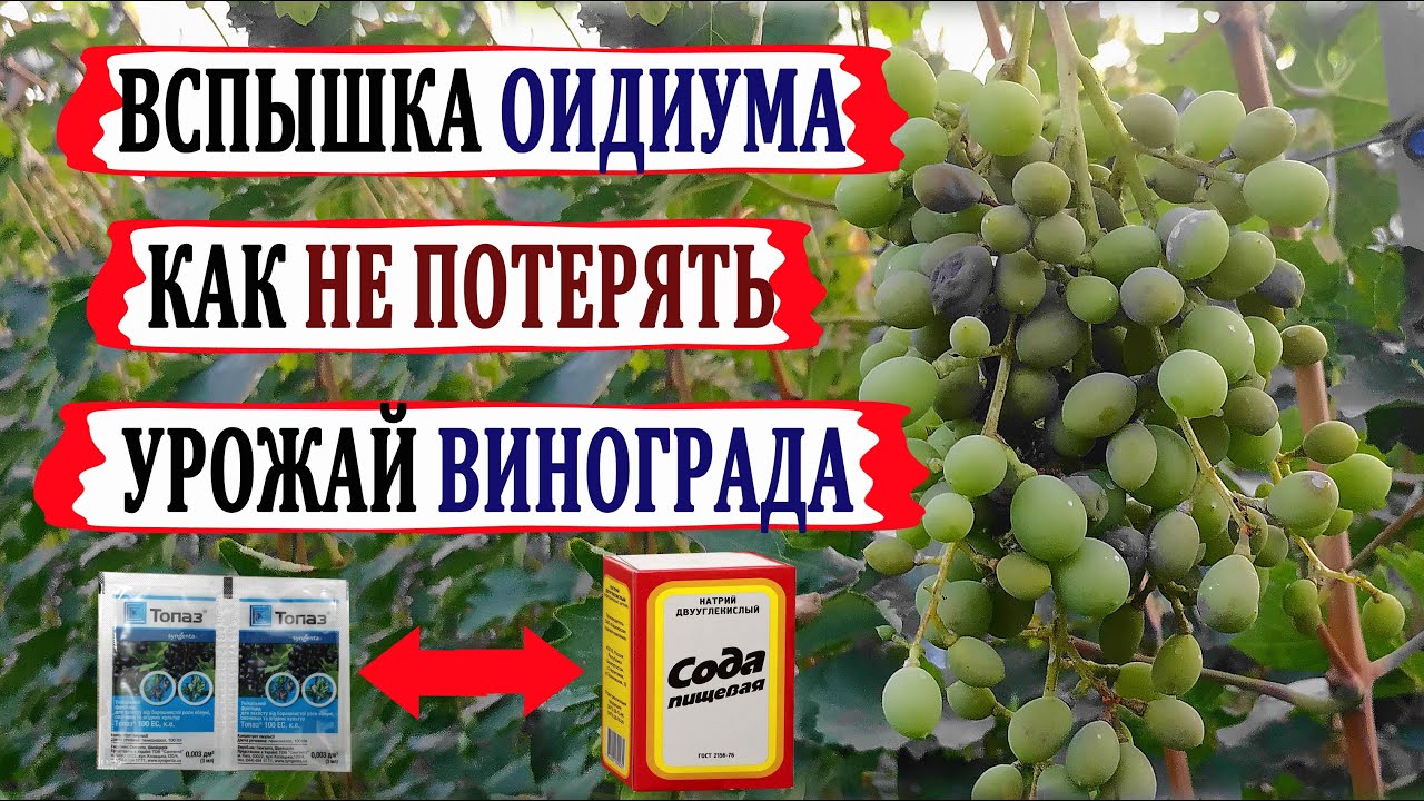 🍇 Внимание! Вспышка ОИДИУМА на винограде. Как оидиум отличить от милдью?  ПИЩЕВАЯ СОДА в помощь?.
