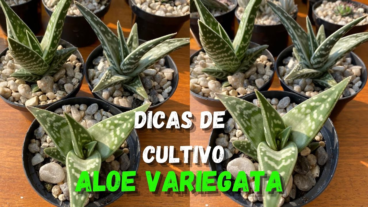 SUCULENTA ALOE VARIEGATA - DICAS DE CULTIVO E COMO CUIDAR