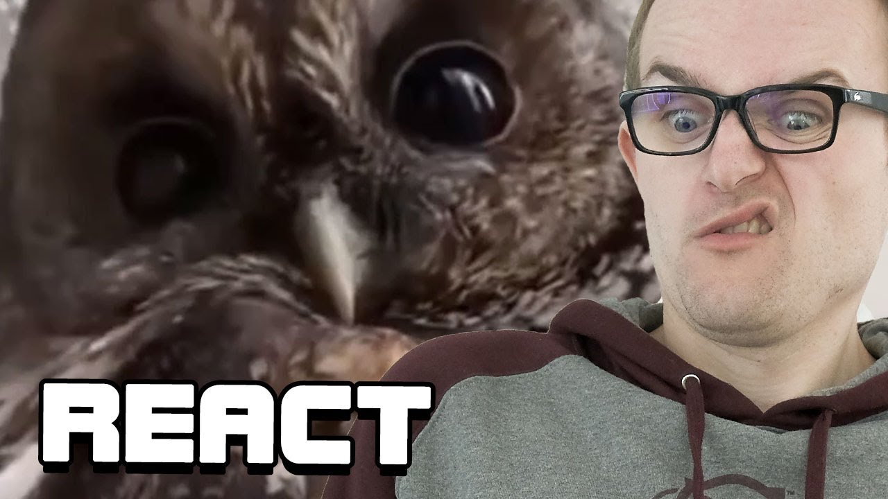 React: Unexpected Memes Compilation