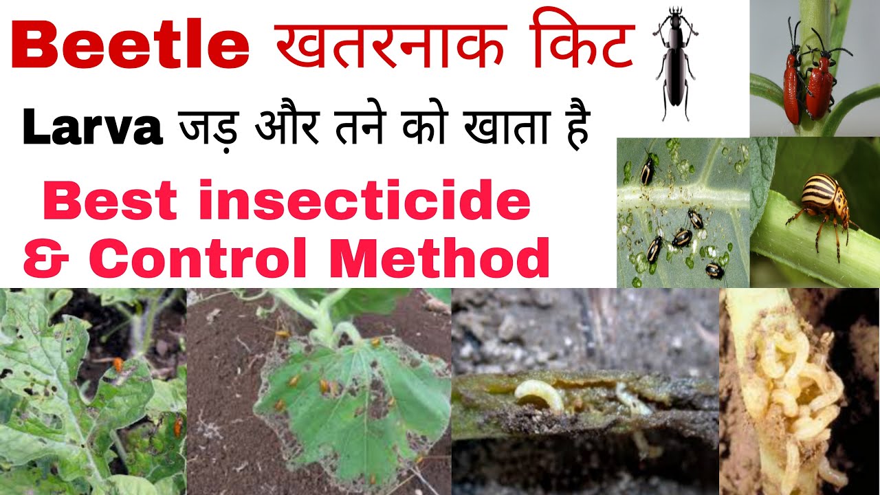 बीटल्स की रोकथाम के लिए बेस्ट कीटनाशक और उपाय | red beetle | flea beetle | #drpunitshishodia