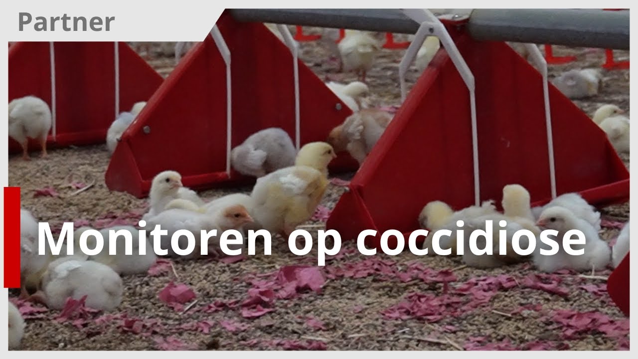 Monitoren op darmgezondheid bij vleeskuikens