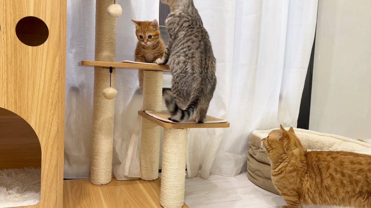 『ぼく、降りれないの😿👉👈💦』