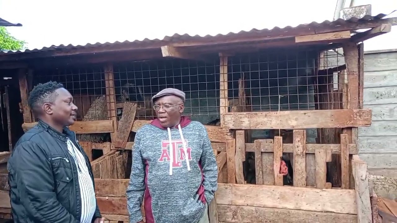 From Fields to Futures: Simon’s Dairy Goat Journey with Imfuyo