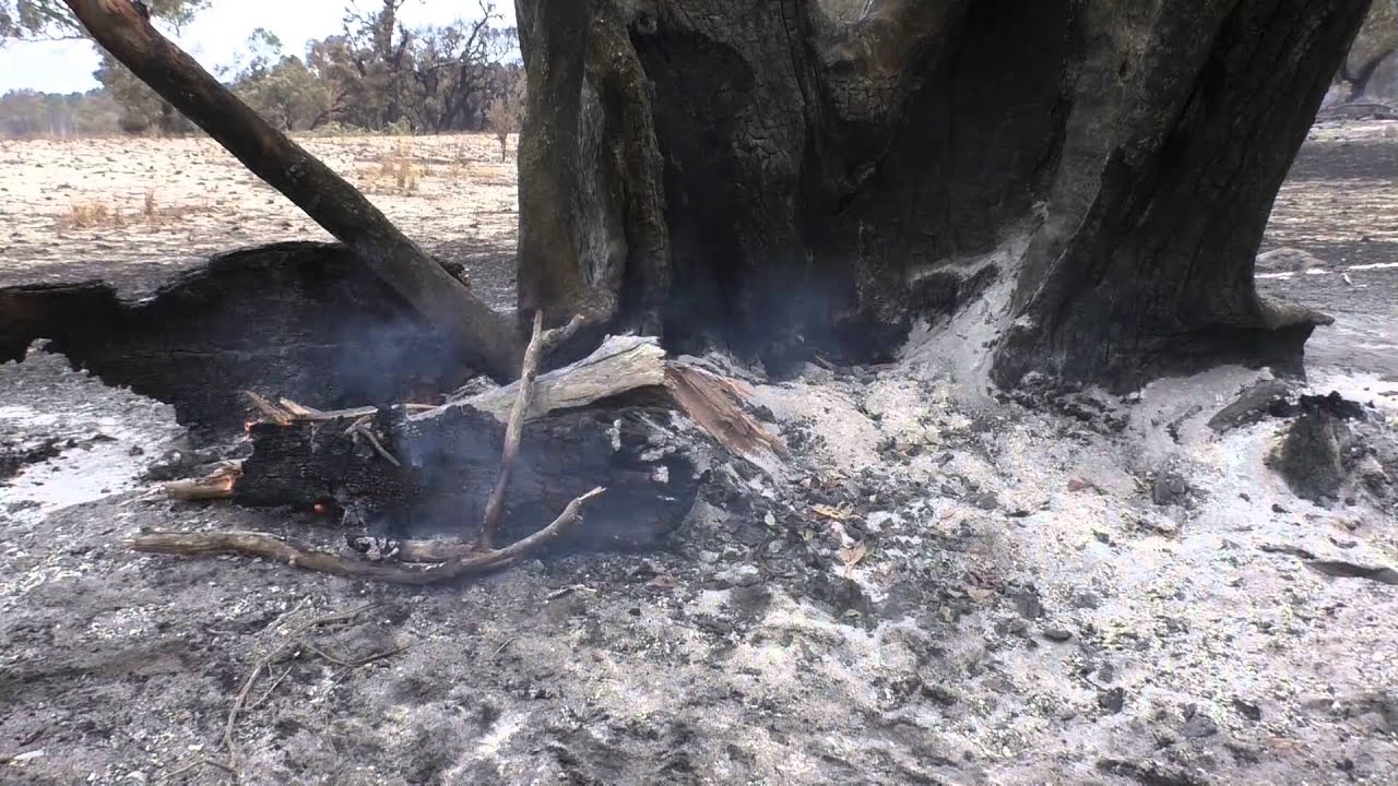 Life on burnt areas after bushfires: The behaviour of pyrophilous beetles