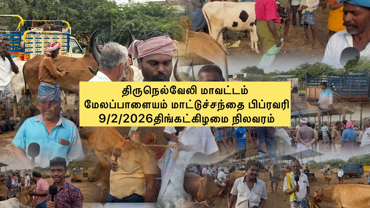 திருநெல்வேலி மாவட்டம் மேலப்பாளையம் மாட்டுச்சந்தை பிப்ரவரி 9 திங்கட்கிழமை நிலவரம்