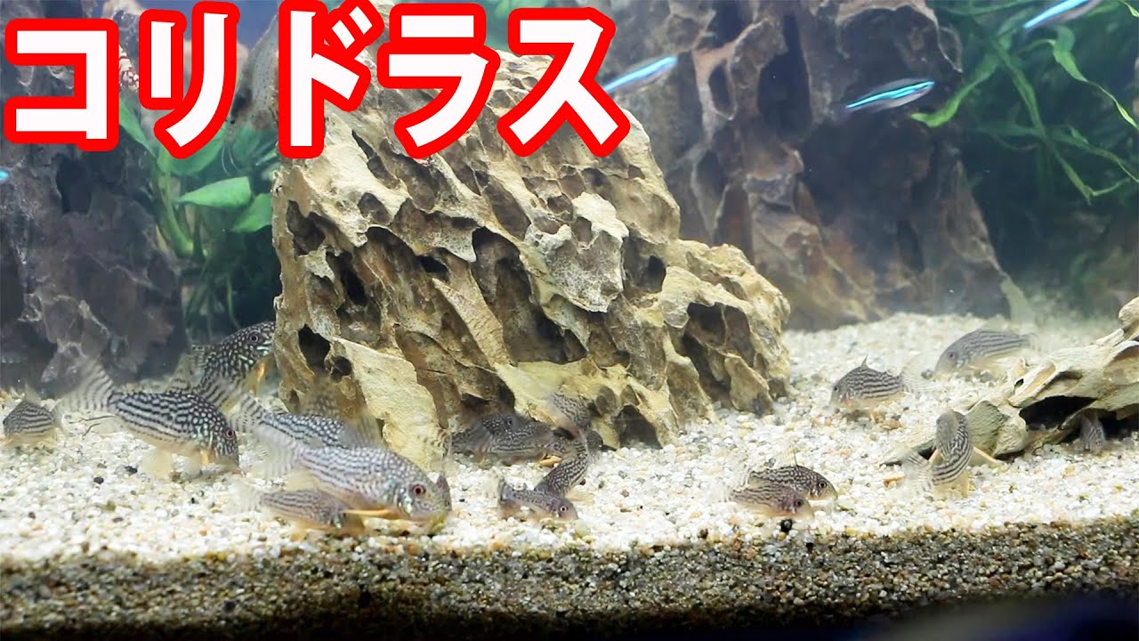 沢山増えたコリドラス水槽を６０ｃｍに大きくしました