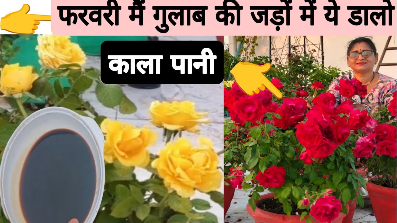 गुलाब में फरवरी में लंबी ग्रोथ,न्यू बेसिल सूट्स और बंपर फूलों के लिए गुलाब की जड़ों में यह डालें 