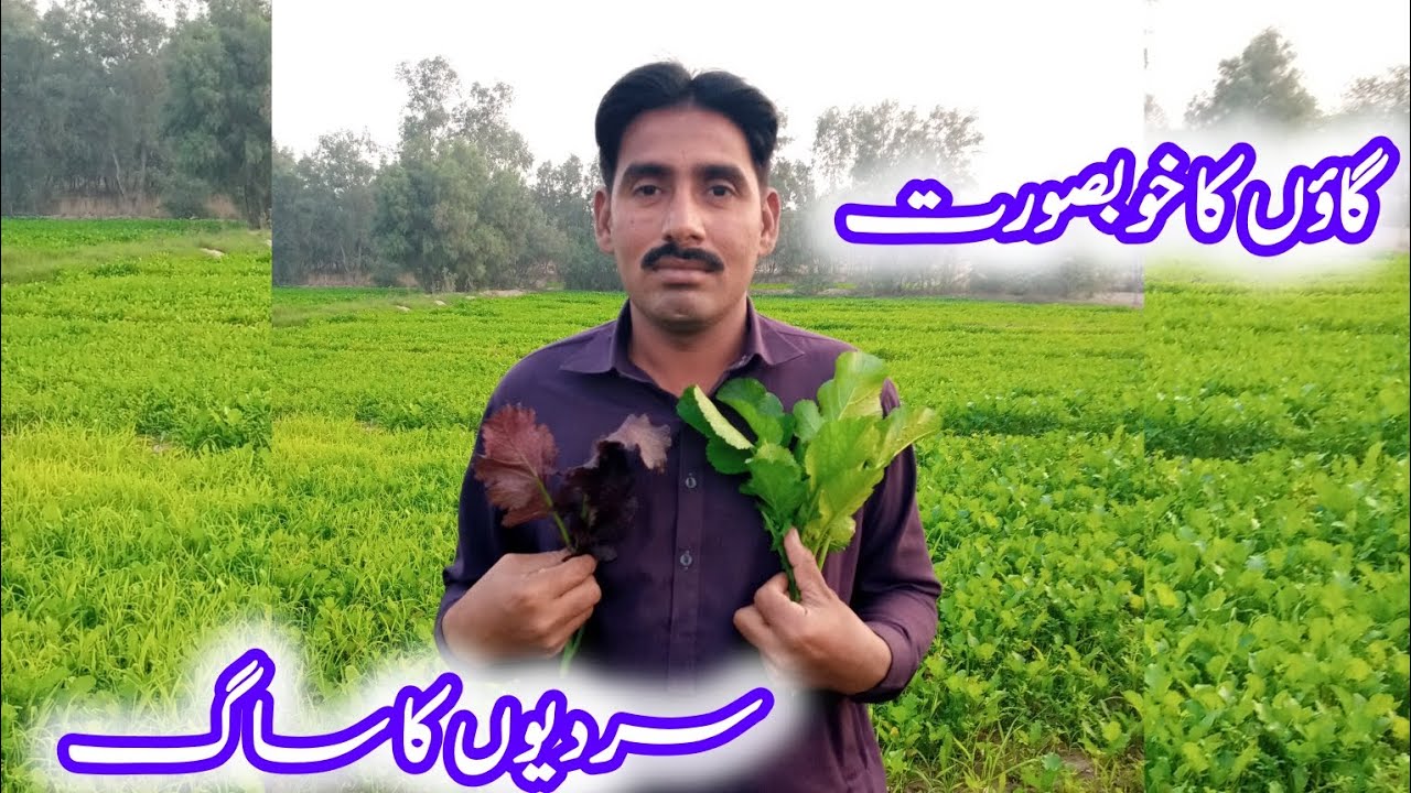 گاؤں کا خوبصورت سردیوں کا ساگ🌱🌱