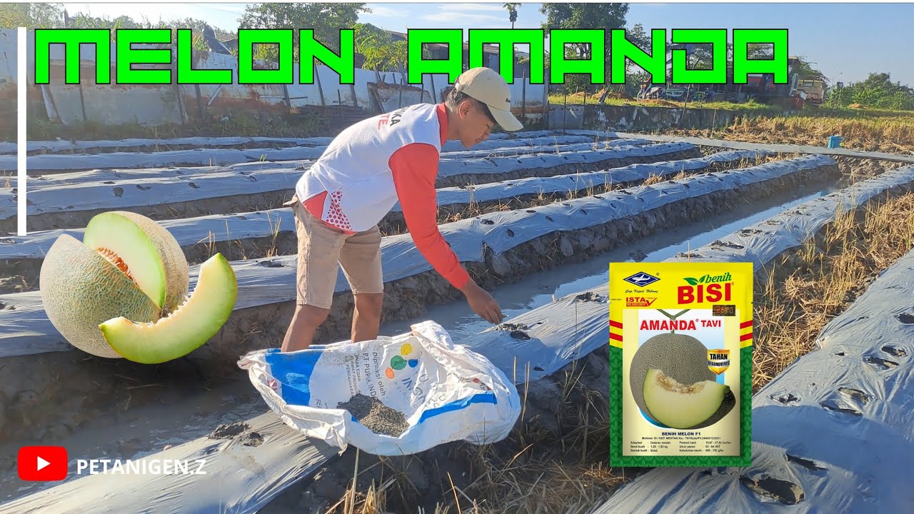 Budidaya tanaman melon sawah