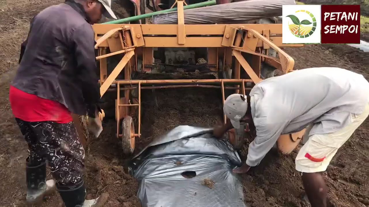 Cara memasang plastik silvershine @ plastik sungkupan secara manual dan menggunakan traktor