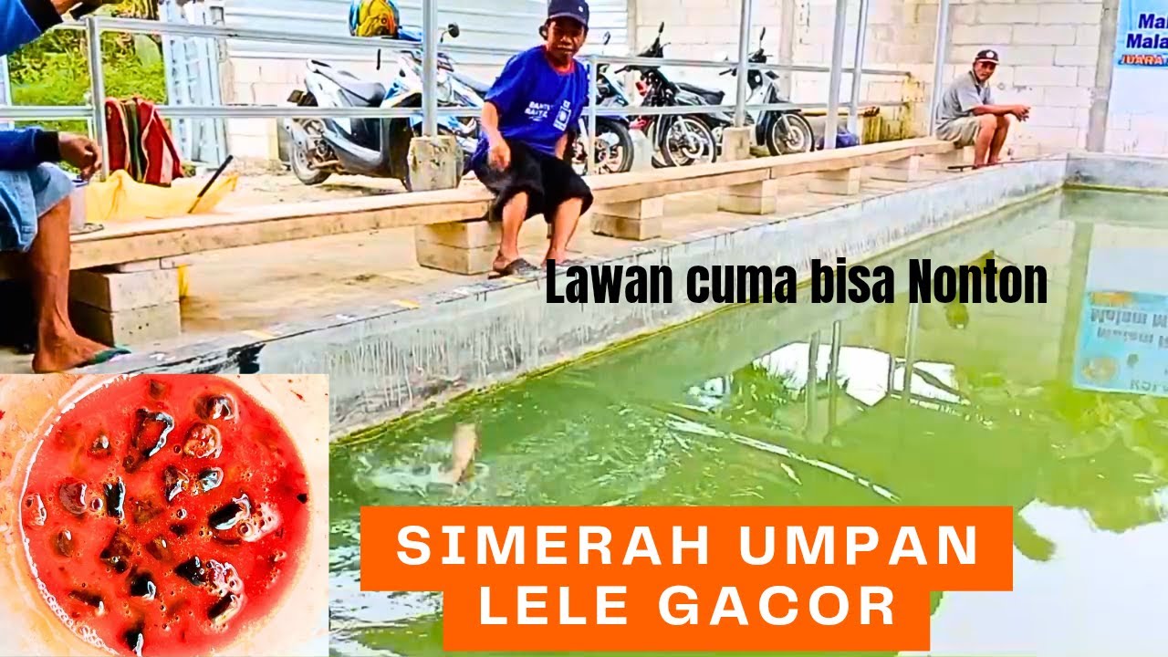 Gacor Banget Umpan lele harian siang malam!!Bikin Lawan Prustasi
