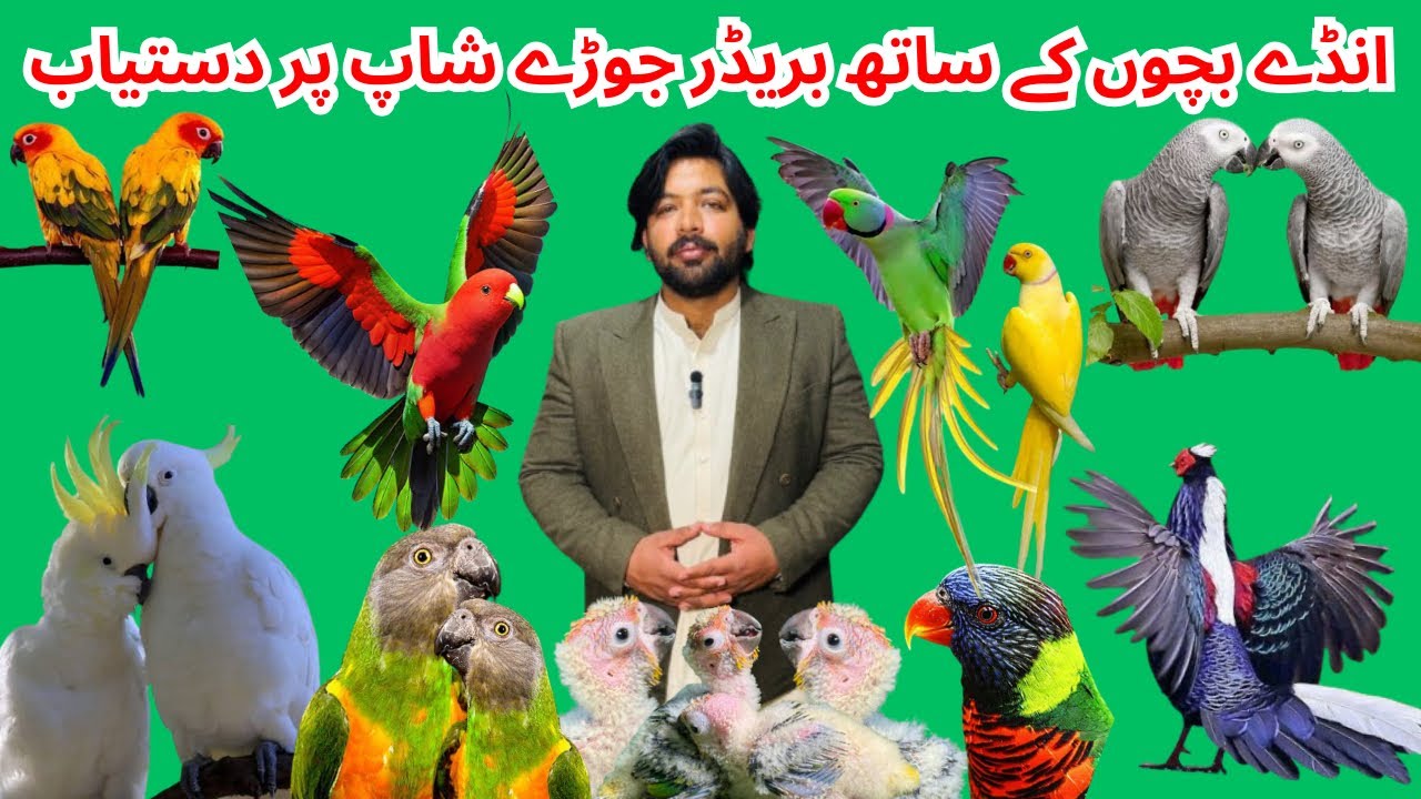 Multan Birds Market Rashadabad Birds Home Latest Update All Fancy and Imported Birds Available Here