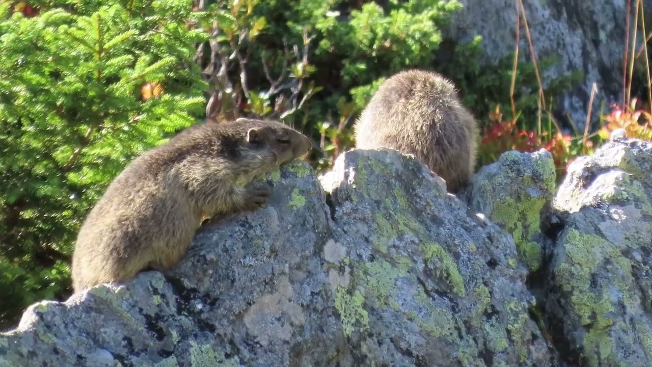 Marmottes #115 : marmottons bâillent