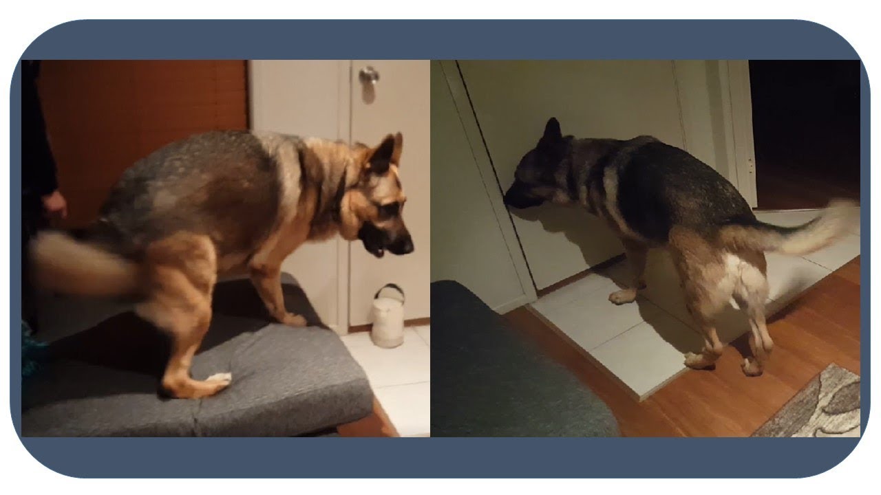 German Shepherd Hears The Doorbell, Is Excited Mum Has Come Home