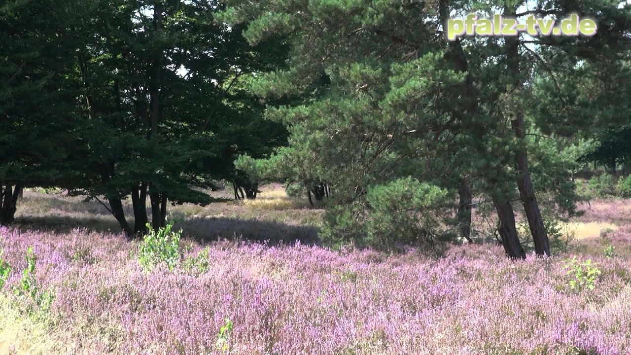 Naturschauspiel - Die Mehlinger Heide blüht in voller Pracht - Heideblüte 2013 - Naturfilm