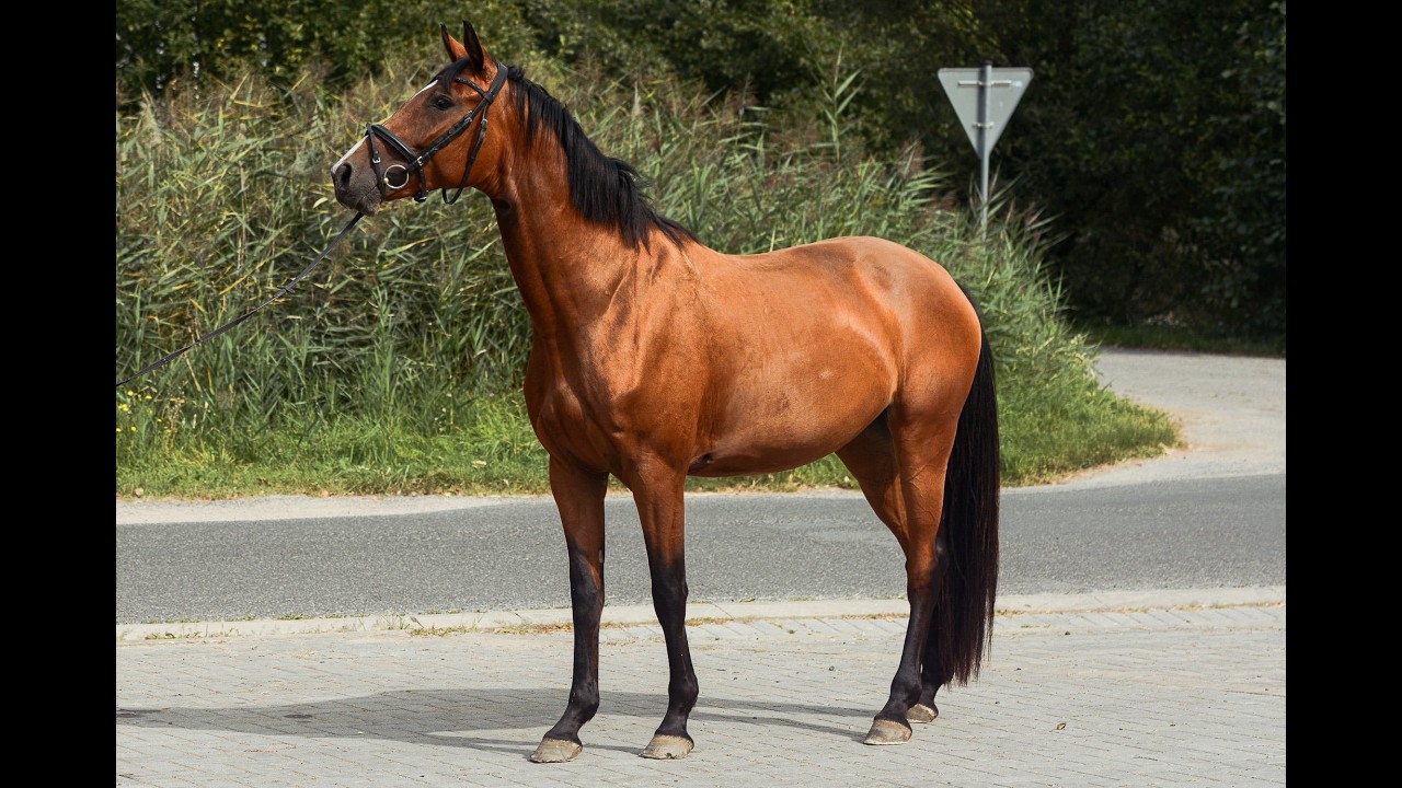Oldenburger | Mare | Elena @TMHorsesPonies