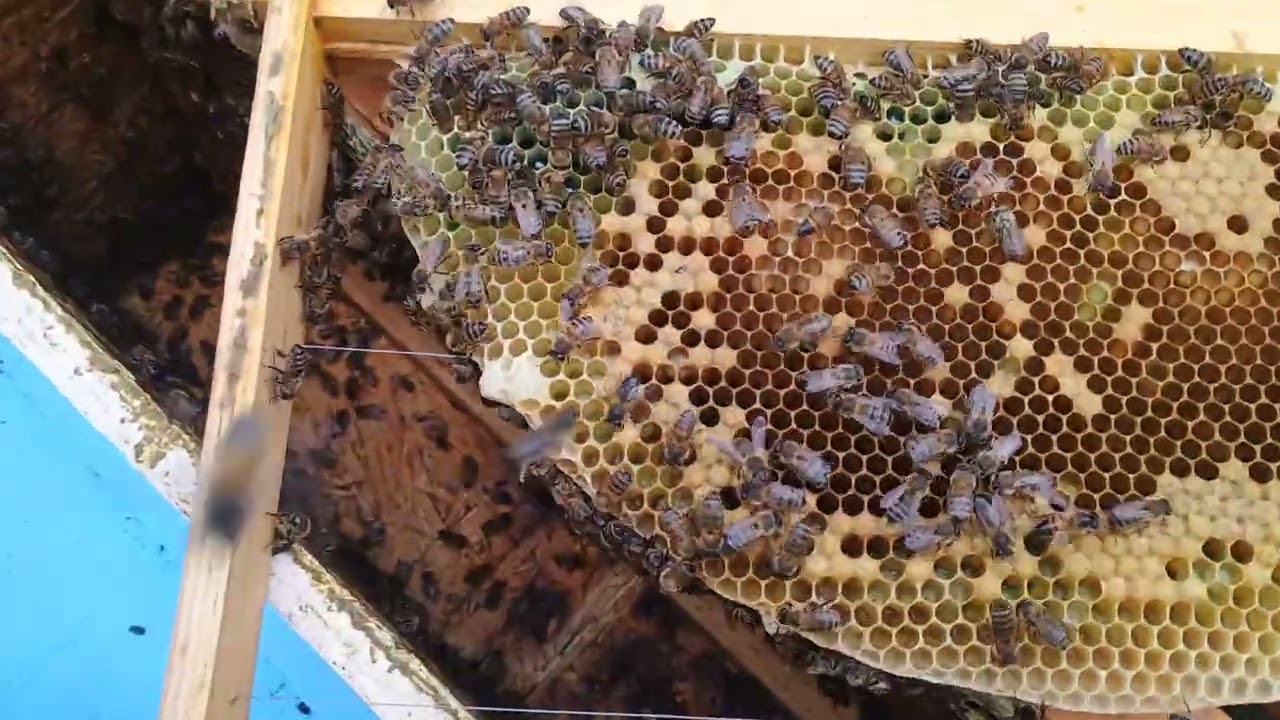 Killed The Queen.  Ooops.