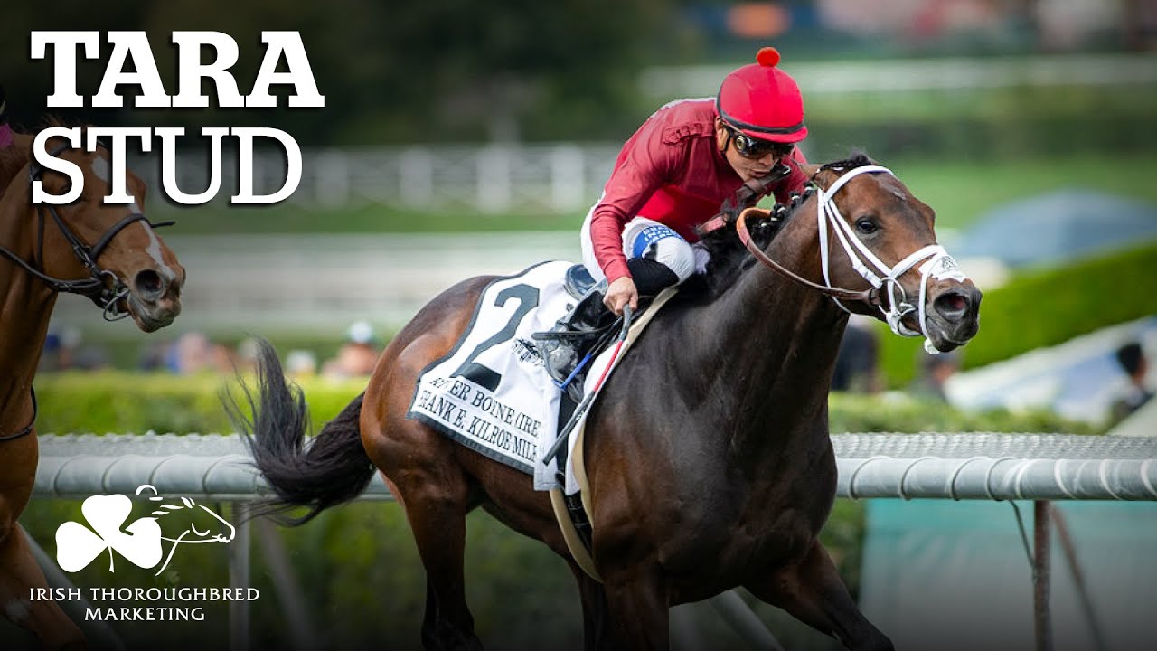 ITM Irish Stallion Showcase 2021 - Tara Stud