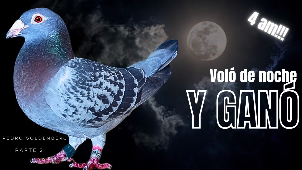 PALOMAS MENSAJERAS. LLEGÓ DE NOCHE Y GANÓ! Visita a Pedro Goldenberg parte 2.