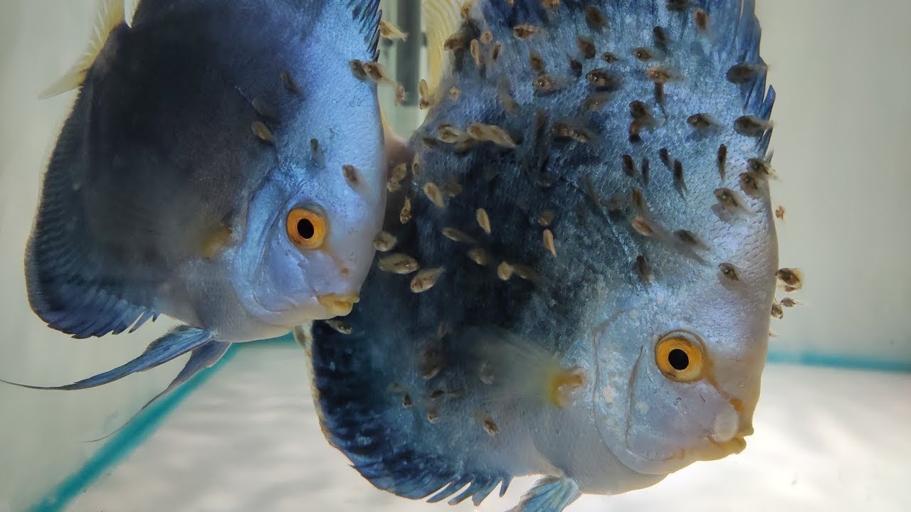 HOW TO: Successfully Breed Discus Fish. A Step By Step Tutorial For Beginners 4K