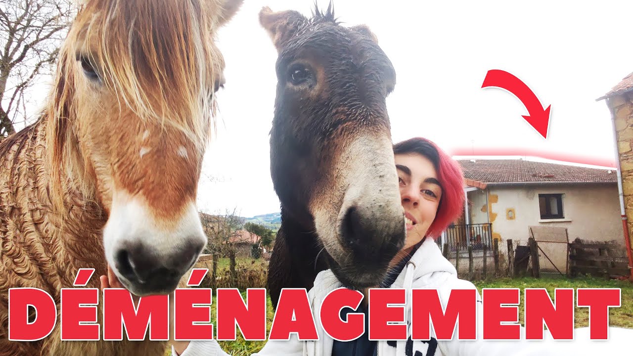 LES PONEYS DÉBARQUENT A LA MAISON 🔥🏡