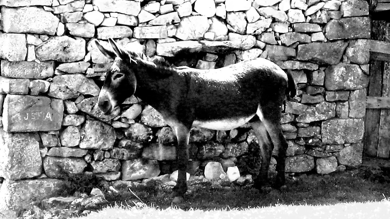 Eine tierische Fabel: Der Esel und der Wolf