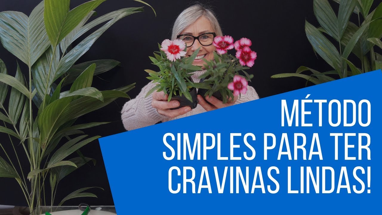 É fácil ter uma cravina linda #jardinagem #paisagismo #jardim #flores #floricultura