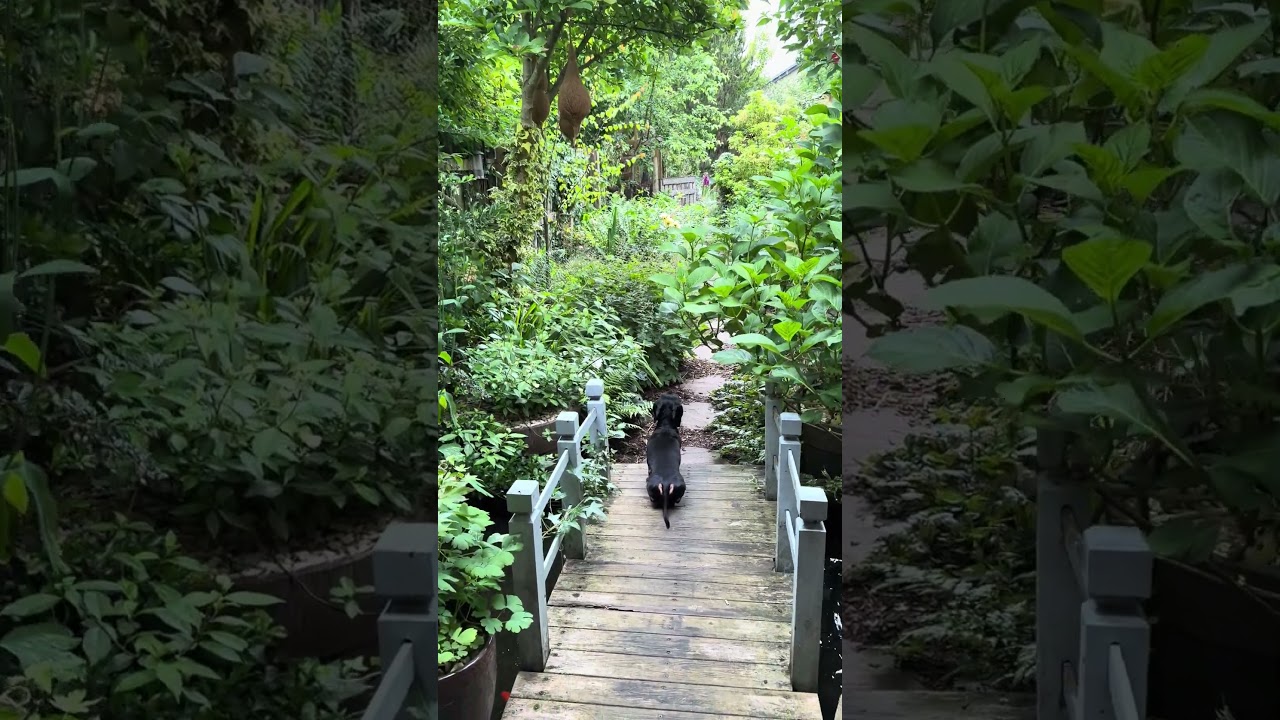 One tiny sausage and his garden #cottagelife #garden #nature #ponds #dachshund #wildgarden
