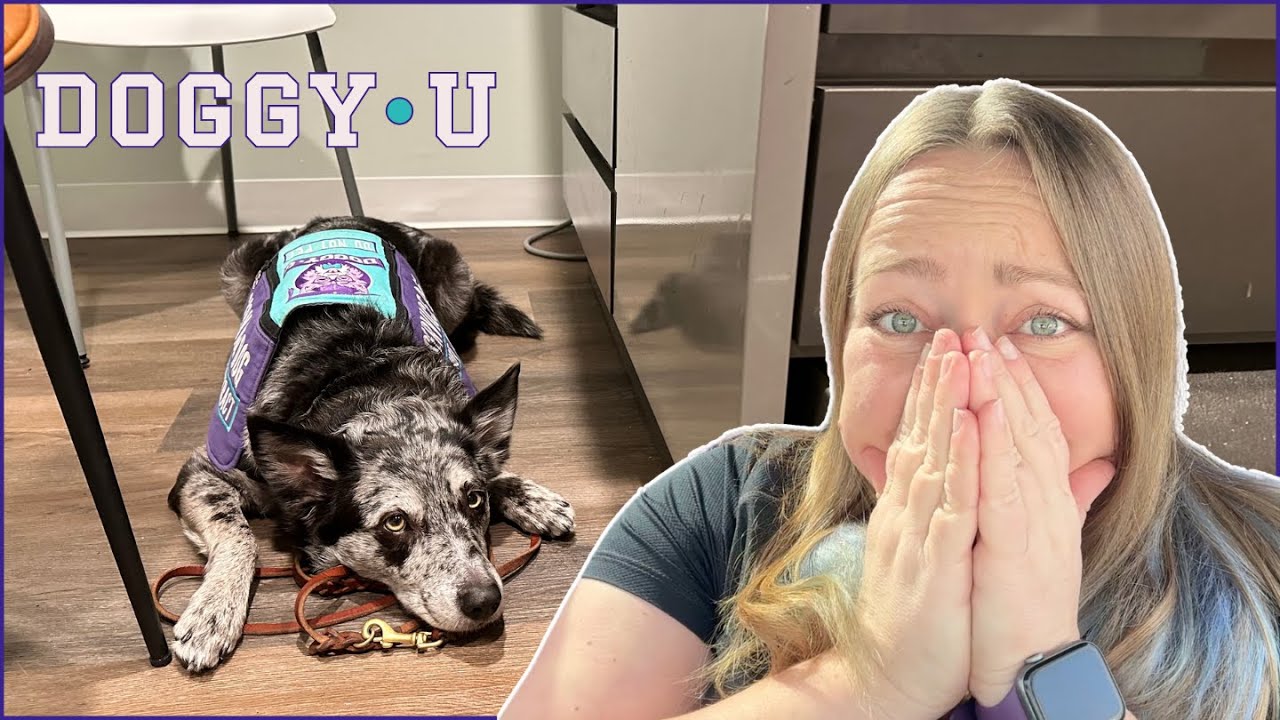 THIS Happened To Us at the DOCTOR (& how to prep your service dog for the unexpected!)