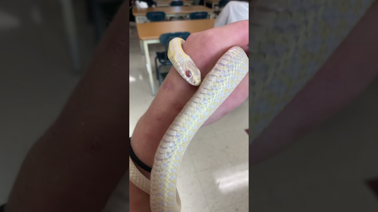 Shout out to NFK herping. Go check him out he makes amazing snake content