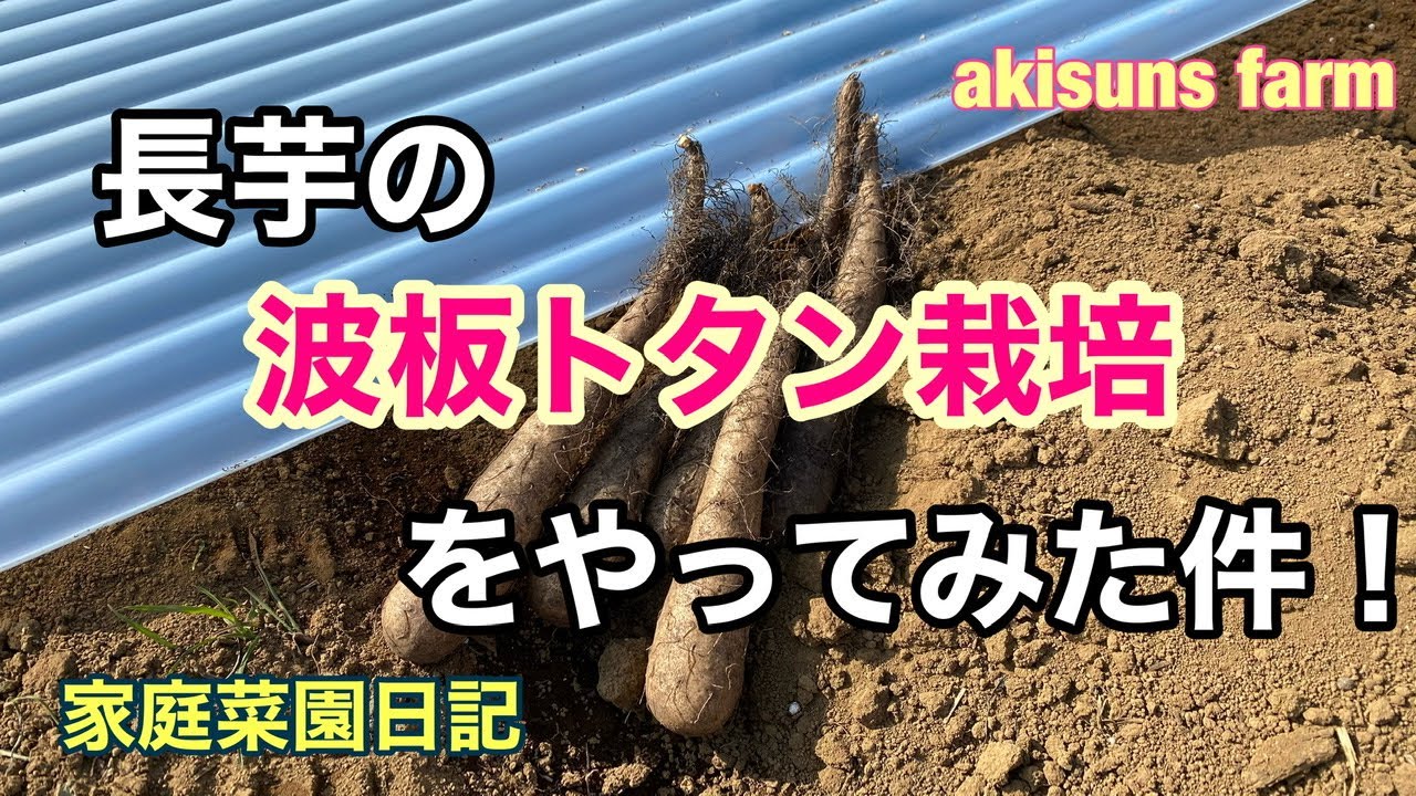 【家庭菜園日記】長芋の波板トタン栽培ををやってみた件！【長芋トロフィー型】【波板トタン栽培】【種芋植え付け】